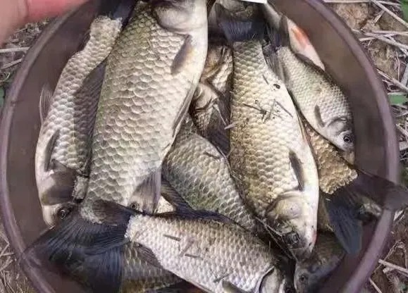 不改掉这5个钓鱼坏习惯,水里有鱼你也钓不上来!