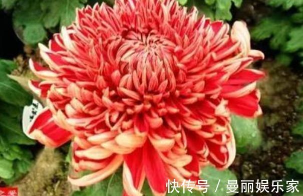 花都会|喜欢养菊，那就养”优良名菊“徐妃醉妆，如秀丽妆容，清奇典雅