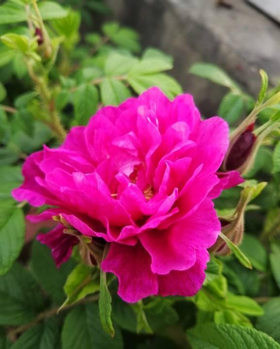 养花和性格息息相关，你是什么性格，就喜欢养什么花，你同意吗