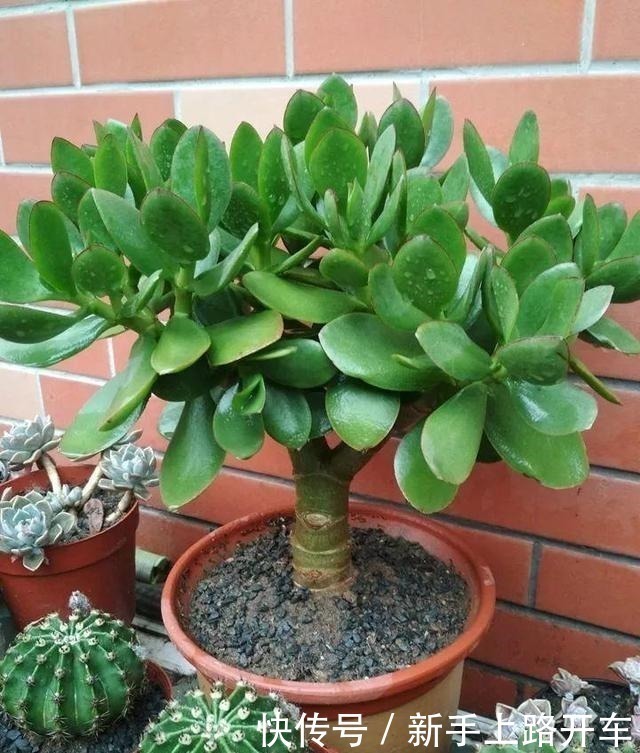 枝条|2种花“不值钱”，花匠教3招，几年养成“盆景树”，1盆上千元！