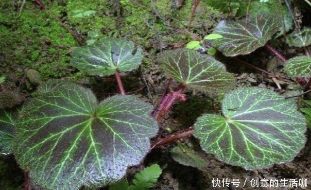 1种草叶片大,人称“耳朵草”,价值比岩黄连高,喜欢长在小院里!