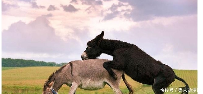 酷爱|这道菜是慈禧的酷爱,但做法非常残忍,慈禧知道后杀了上百名厨子
