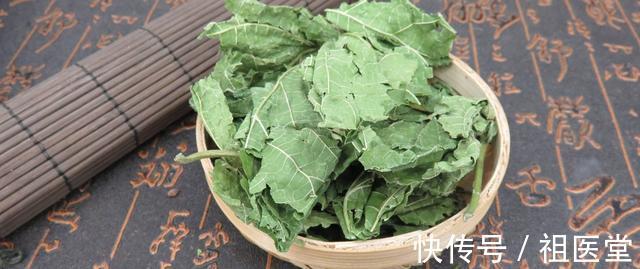 克星|这种叶子是糖尿病克星,降三高还防心梗!可能就长在你家门口!
