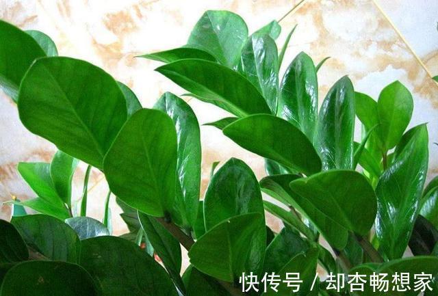 金钱树没精神老黄叶，挪个位置、剪两刀，植株粗壮、长得绿油油