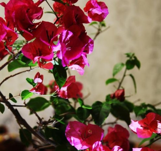 想让三角梅花繁色艳，做到“两加一减”，开花“爆盆”花期长