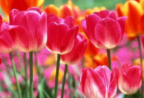 适合摆在卫生间的花，吸收异味，空气更清新，你家养了吗