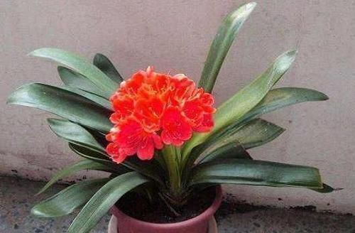 植物|养花养叶先养根掌握4个'壮根'小窍门，啥植物都能越养越好