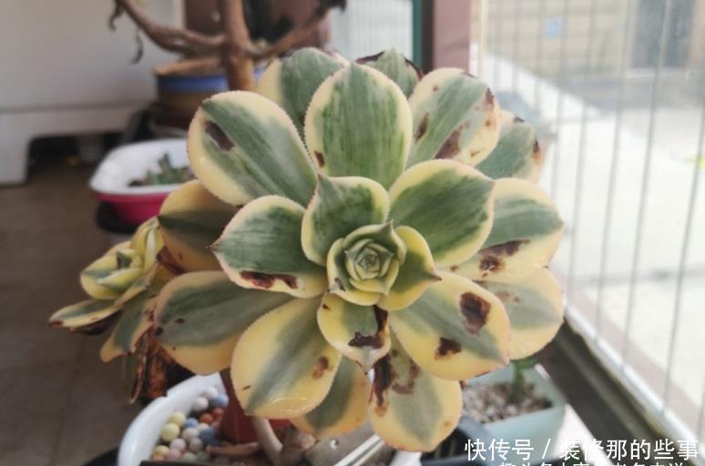 叶心处|多肉灿烂法师每年夏天叶片都会干枯然后烂掉，究竟该怎么来养啊？