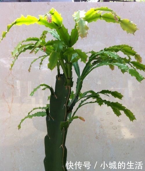 蟹爪兰嫁接很简单，做好细节就能成功！蟹爪兰嫁接很简单，做好细节就能成功！