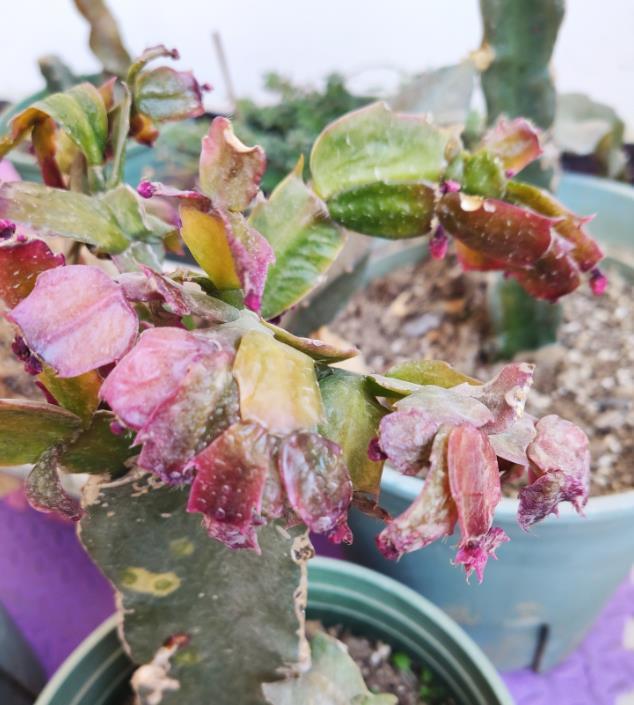 冬季养殖蟹爪兰要注意这几点，稍有不慎就会花苞枯萎，叶片化水