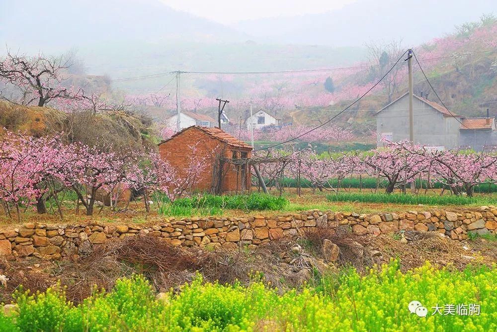 桃花|一树桃花入梦来