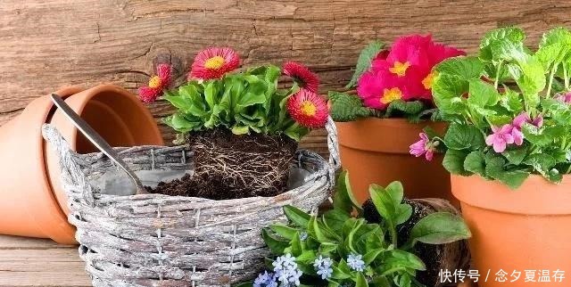 土壤|花盆出现这些“东西”,赶紧换花盆,不然活不过一个月