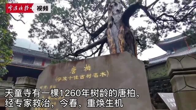 天童寺1260岁唐柏生了一场病几近枯死 经救治后复荣