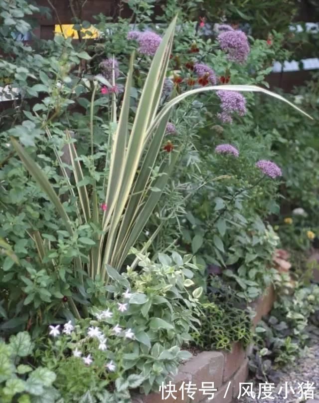 种植|家里有院子不如搞个种植池,这几样植物推荐给你