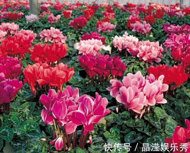 仙客来|2021“很火”的4种年宵花,各个优美不凡,好养、耐看、寓意好