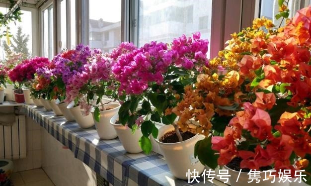 新手养花失败，大部分原因在于浇水不当！学会这3方法减少伤亡