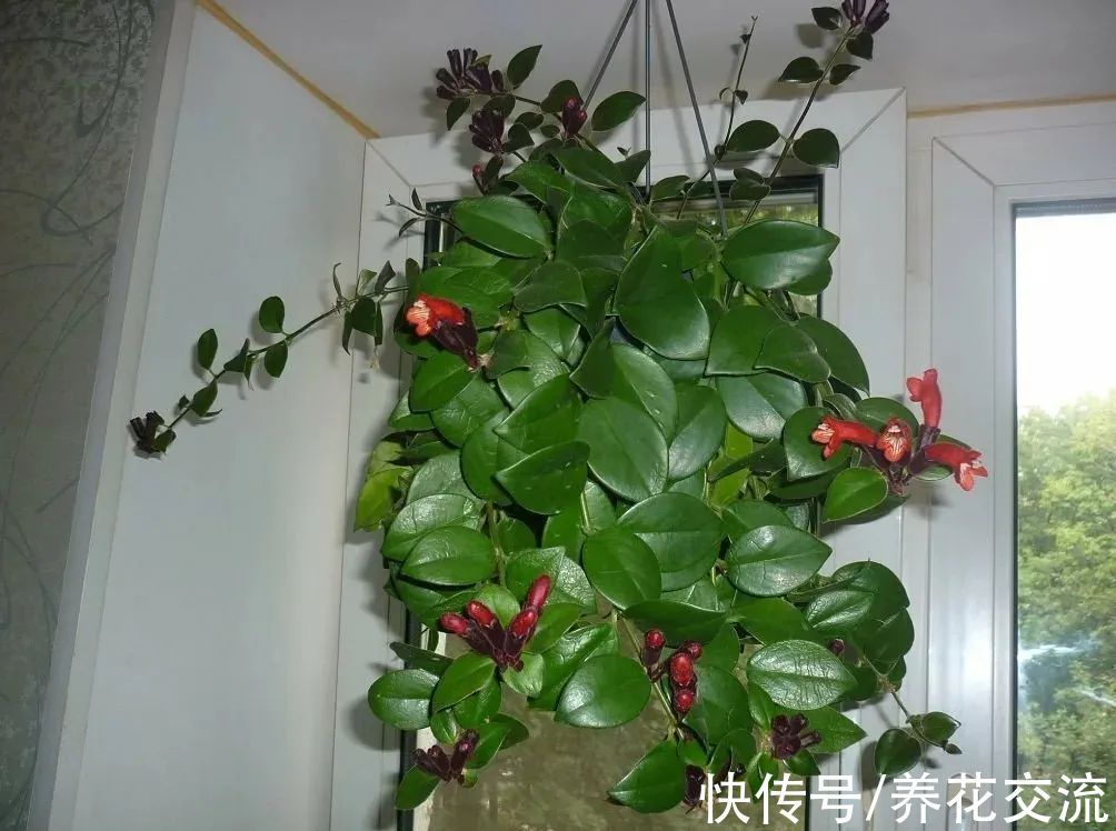 室内|15种可以在窗台上开花灿烂的室内盆栽,有散射光就能正常开花