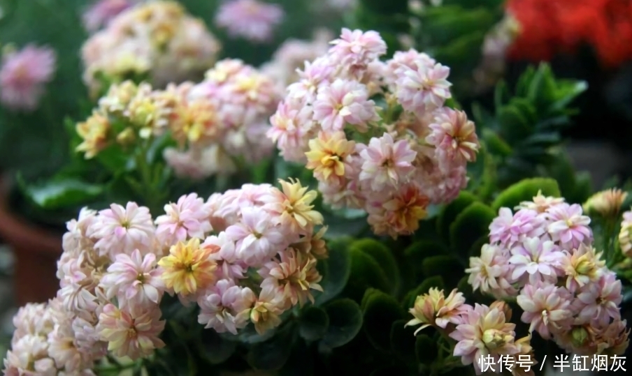 长寿花5月花期结束，休眠前准备3点，9月多分花芽，入冬花量翻倍