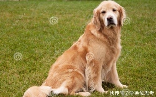 狗狗干呕吐出白沫 狗狗干呕吐出白沫