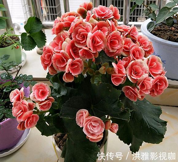 冬季|到了冬季就盆栽这7样花卉,耐寒能力强,开花美丽又喜庆