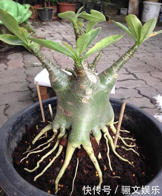 把沙漠玫瑰养成“盆景”,颜值高、价值高,太容易成型了