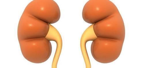 黄金肾|男性身体3处毛越多，肾脏或越强壮，若达标，祝贺拥有“黄金肾”