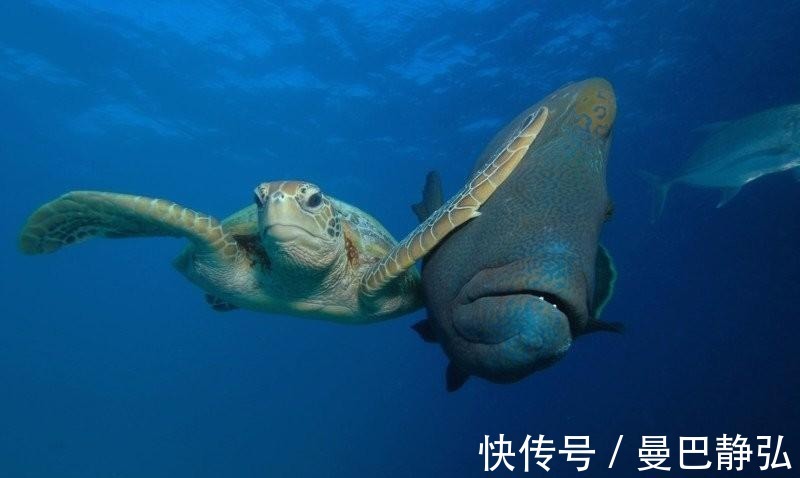 |搞笑动物：去了一趟非洲回来之后，我就变成了一只超黑的狗狗了！