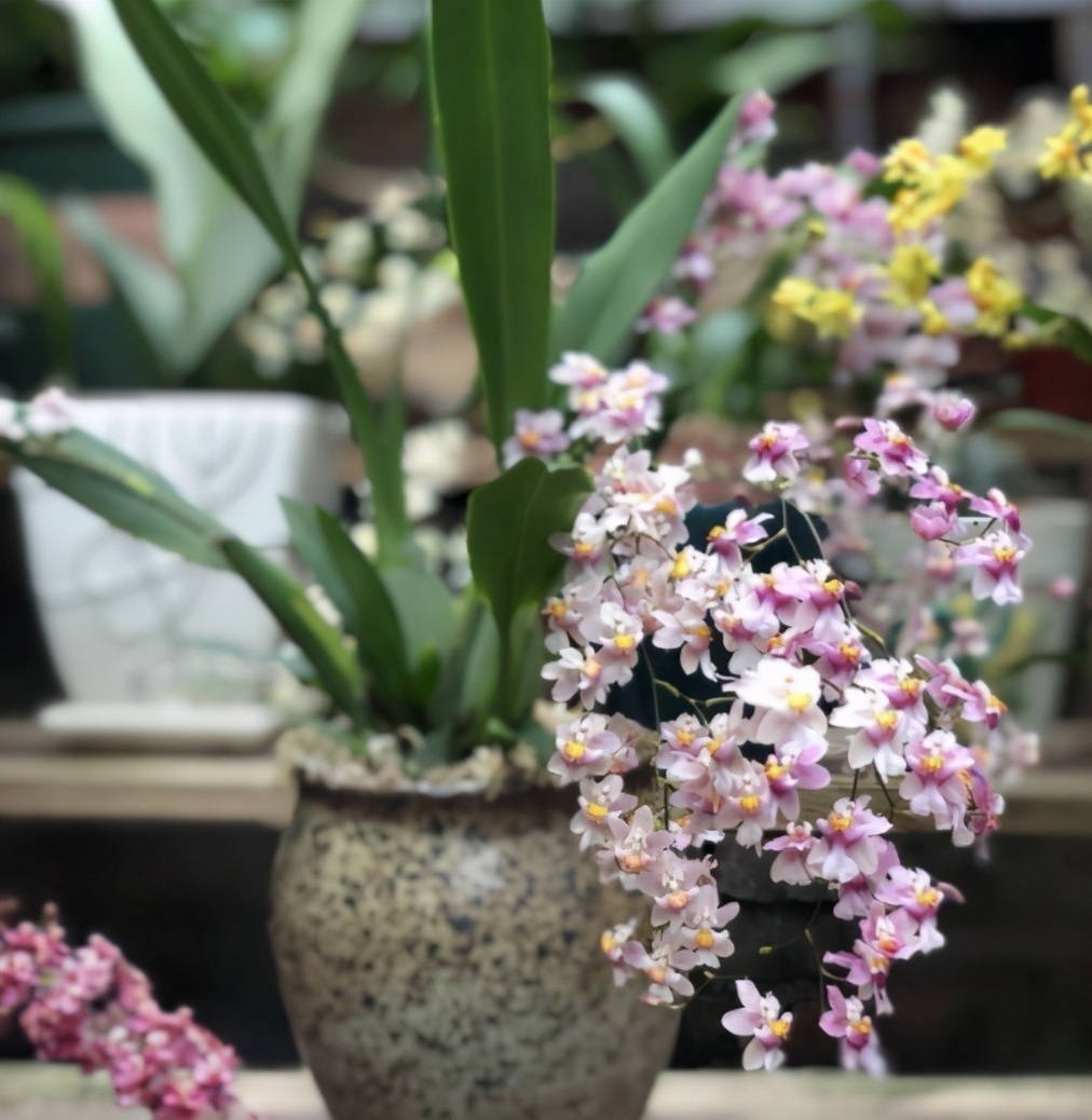 叶片|13种耐阴花卉,光照不佳也能生长良好,枝繁叶茂,美丽如画