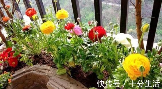 适宜|它叫洋牡丹、花毛茛，一次种植可多年赏花，适宜南北方新手盆栽