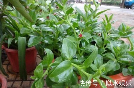 以下这“3种花”,就是喜欢“水”,蹿叶蹿不停,“易爆盆”