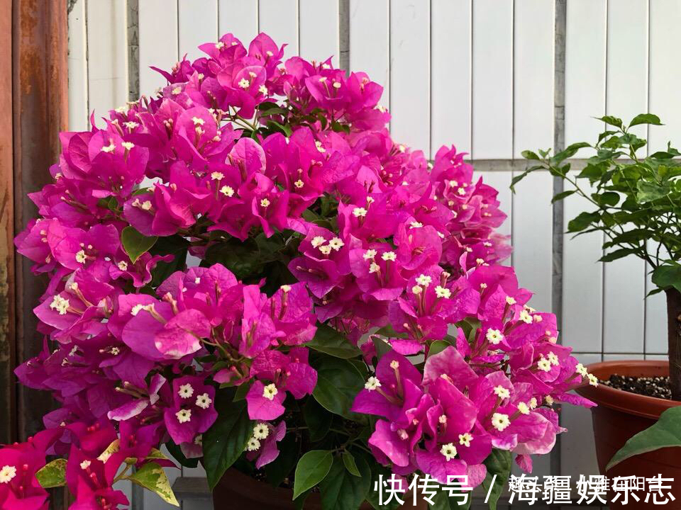 养的三角梅 到8月还不开花原因有2个 给点肥晒一晒 猛开花 粉紫色