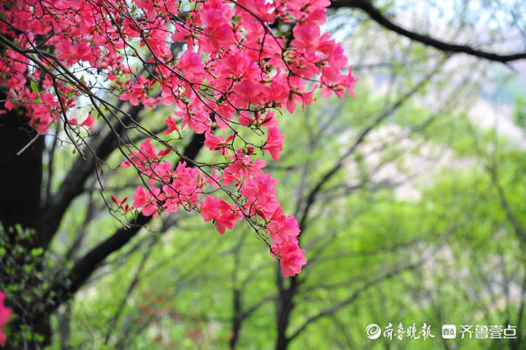 快去！日照五莲山杜鹃花开烂漫时，现在赏刚刚好|壹起过五一| a5251