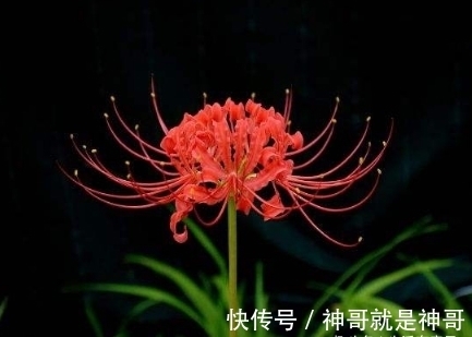 红蓝石蒜,被誉为”地狱之花“,花叶千年不见,却是极品药材