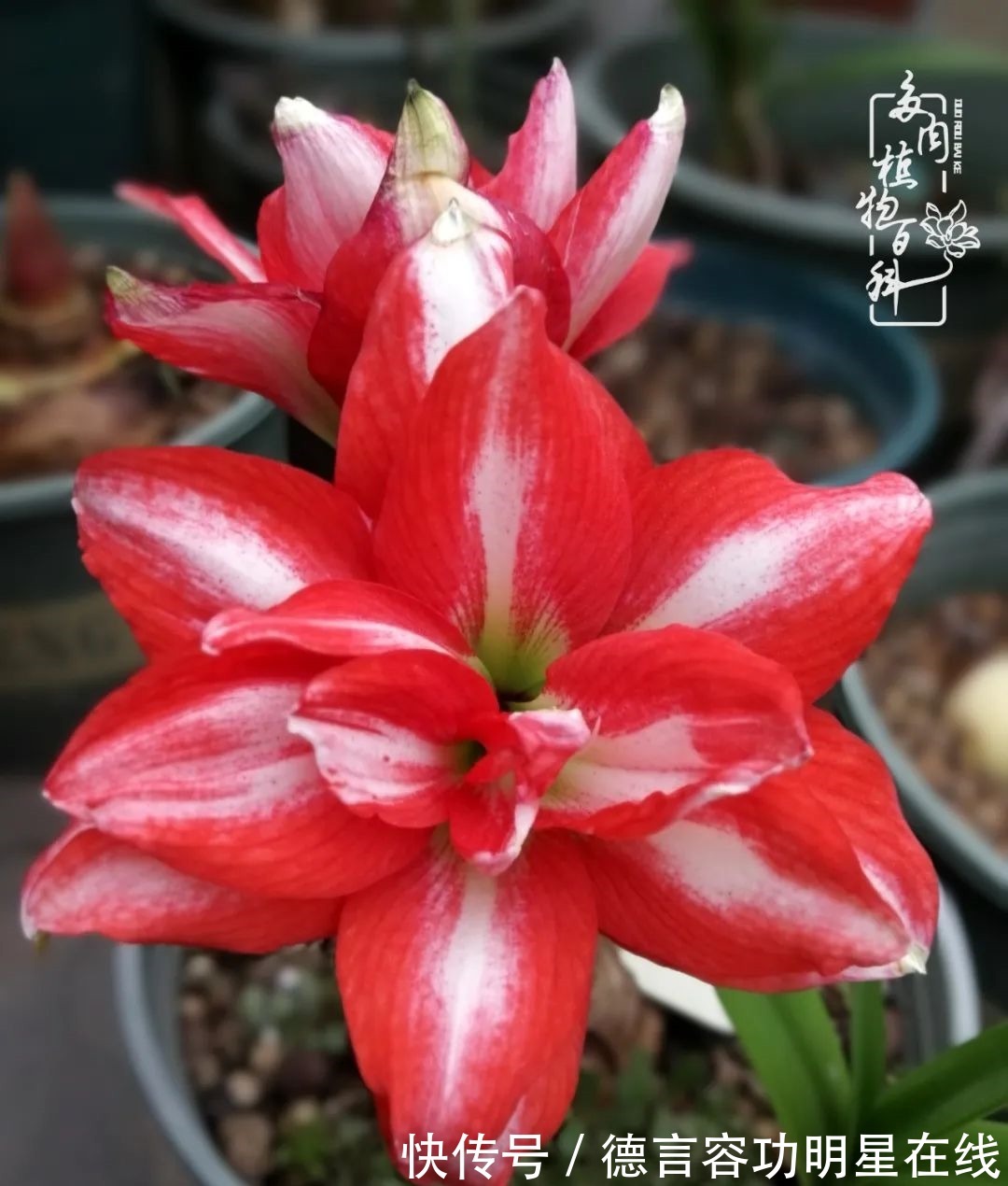 最美四月天,去杨姐的屋顶花园,赴一场花约!