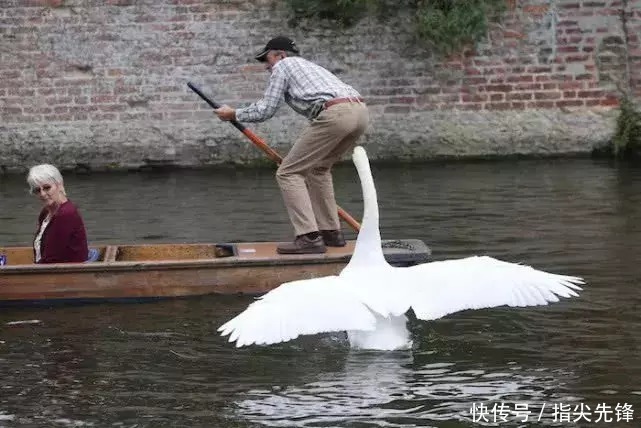 剑桥|剑桥“水怪”！揍人打狗未逢敌手？这么嚣张居然是女王给ta撑腰