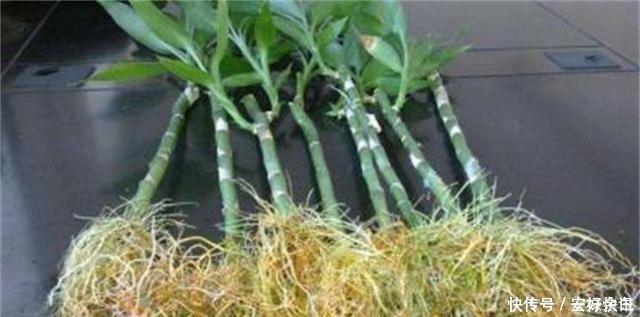 根部|生根剂不用买,家中都有的材料泡一泡,多蔫的花都根状叶绿爆满盆!