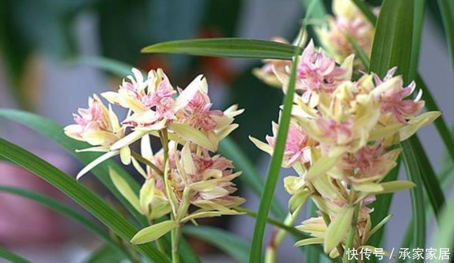 绿萝|最受欢迎的花,家中养一盆不但能让阳台变花海,还能吸收甲醛