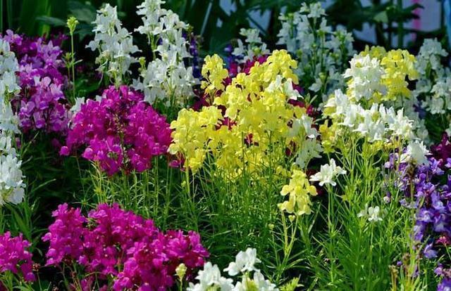 野花|山上一种小野花,花名很少有人知道,开出一穗穗花,好养耐看