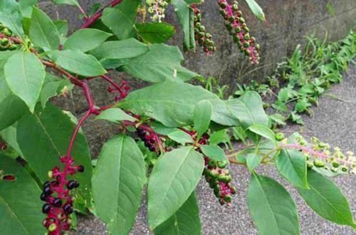 野生|不熟悉的野菜不要碰，挖野菜住进了ICU,都是野生天麻惹的祸！