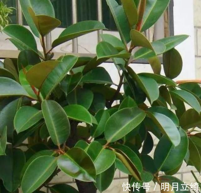 橡皮树|有钱人都养4种花,招财纳福带好运,净化空气,还有助于睡眠
