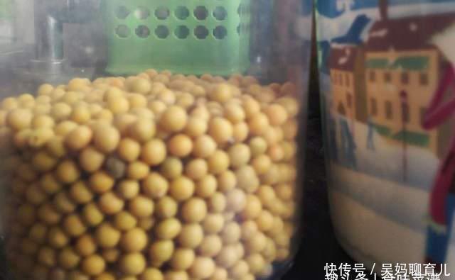 在家|教你在家发豆芽,不用土壤不用肥料,3天就能吃,脆嫩营养又卫生