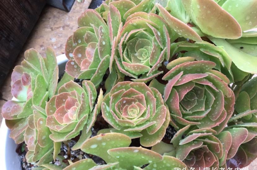 酒红色|多肉荷兰玫瑰法师和韶秀法师都能长成玫瑰状,你喜欢哪个品种呢?