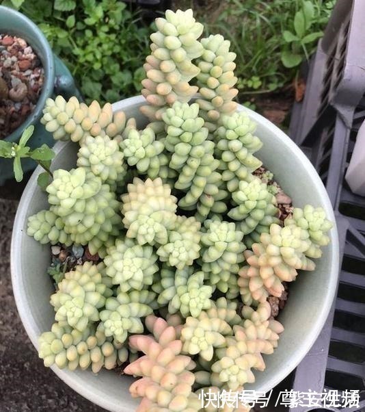 玉坠|把玉坠养出老桩不难，养出艳丽颜色就不简单了！