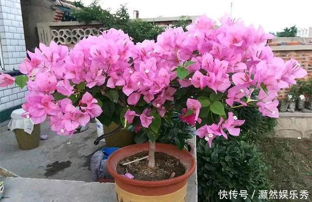 三角梅春天有“4喜”,做好了花叶一起窜,开满一树花