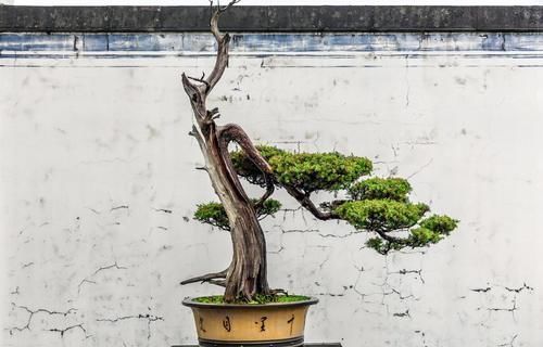 摘叶|摘叶的妙用,不仅能增加桩景的观赏价值,还能提高养护效果