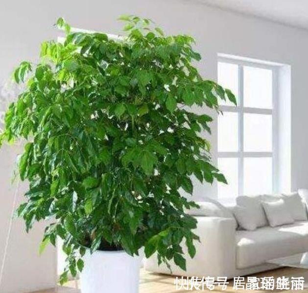 幸福树|客厅最适合养3种花，漂亮还能“旺财、旺运”，一养就上瘾