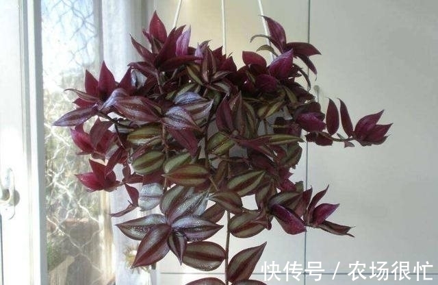 农历十一月大雪后,养什么花?家里养3种花,吉星高照事事如意