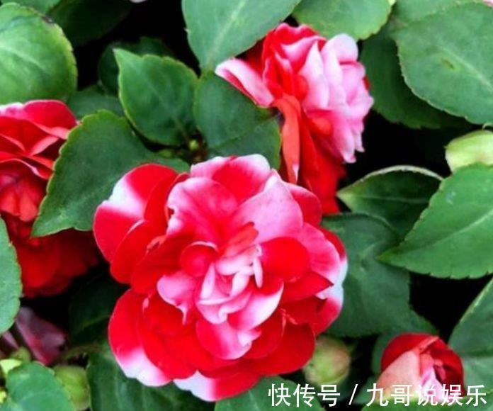 凤仙花凤仙花|养花就养个花期长的,花大色艳,人见人爱,养100盆也不多!