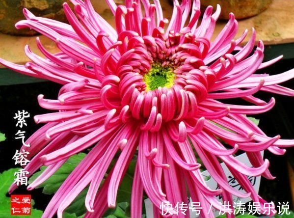 喜欢养菊花，就养盆“珍品菊花”，花开“紫气熔霜”，如紫气东来