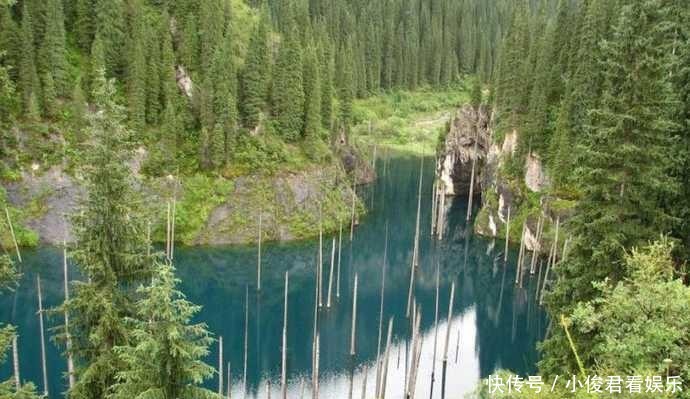 蒙山|你绝对没有见过倒着长在水里的树